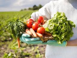 Farmer harvesting crops