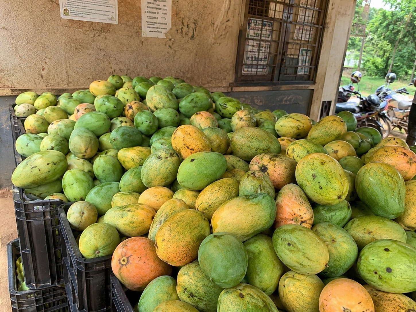 Mangoes collected for fresh produce supply