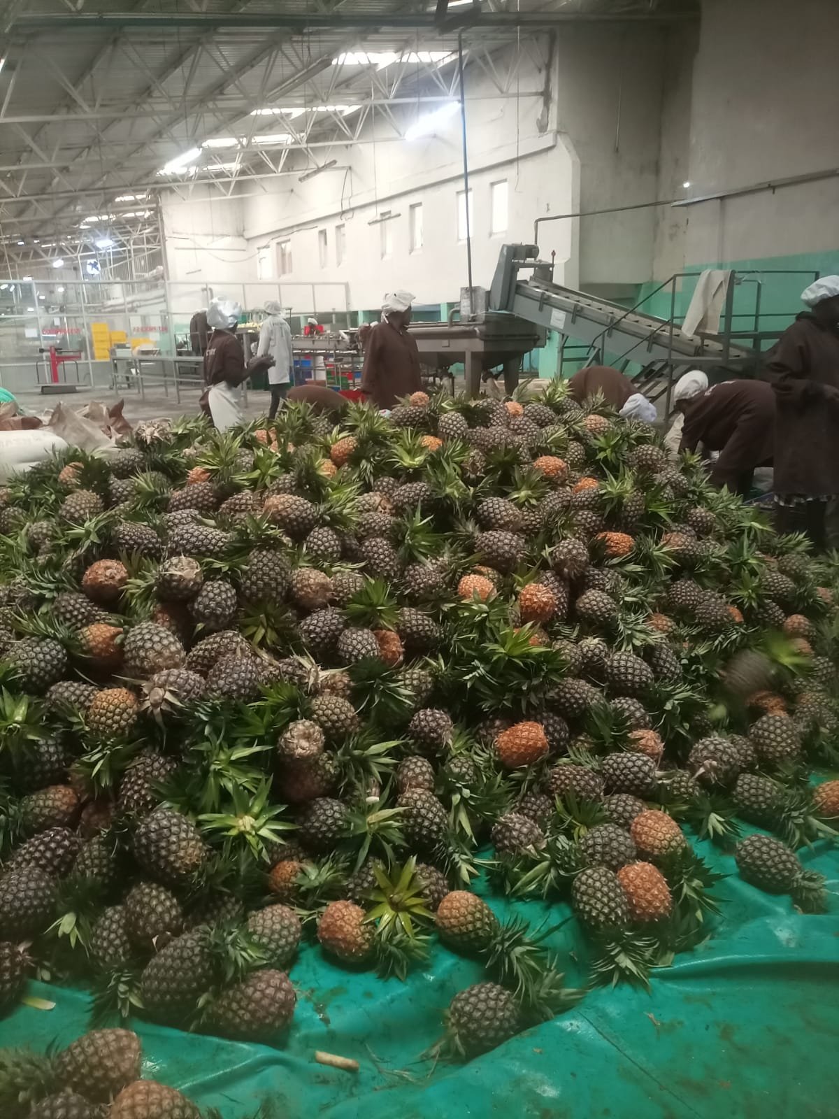 Bulk pineapples at a sourcing point